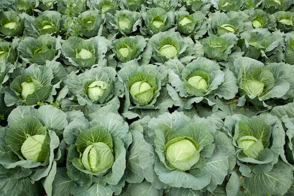 تصویر 5 از خرید کلم پیچ سبز + قیمت فروش استثنایی
