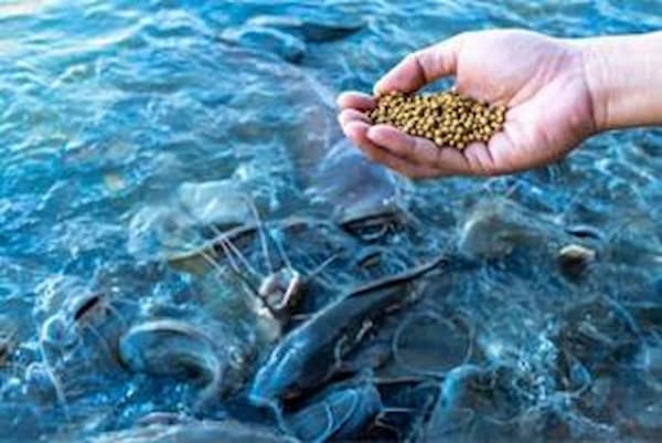 خرید غذای پلت شده ماهی + قیمت فروش استثنایی