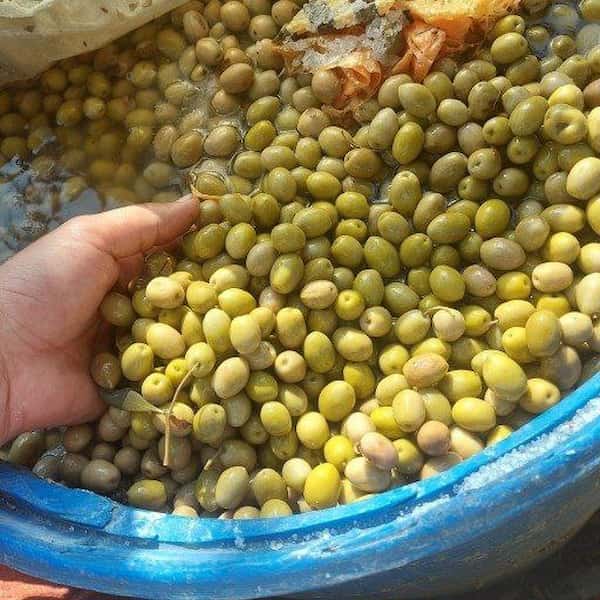 تصویر 2 از خرید و قیمت زیتون سایز بادامی + فروش عمده