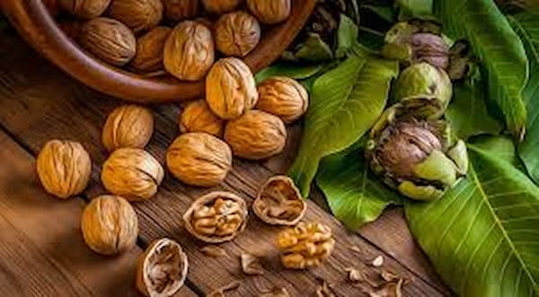 تصویر 2 از قیمت گردوی درسته اعلا + خرید باور نکردنی