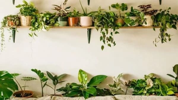 تصویر 2 از قیمت گلدان پلاستیکی دیواری + خرید باور نکردنی