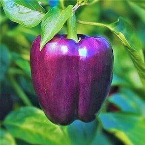 تصویر 4 از فروش فلفل دلمه ای بنفش + قیمت خرید به صرفه
