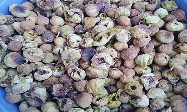 تصویر 5 از قیمت خرید انجیر صنعتی و ضایعات + فروش ویژه