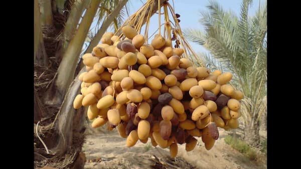 تصویر 5 از خرید خرما زاهدی جهرم با کیفیت تضمینی و ارسال فوری + قیمت
