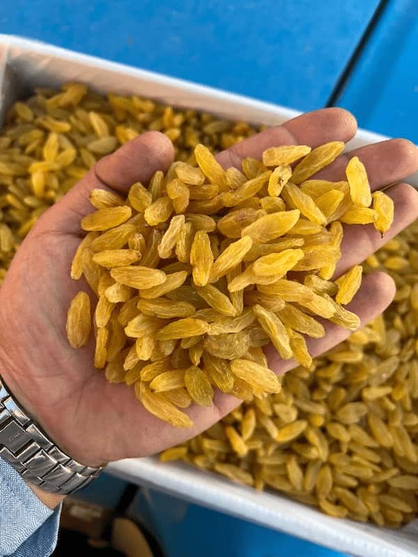 تصویر 3 از خرید کشمش طلایی درجه یک + قیمت فروش استثنایی