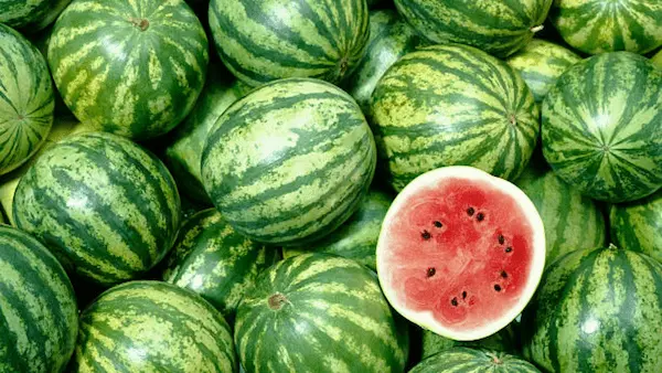 تصویر 5 از خرید هندوانه زمستانی عمده + قیمت فروش استثنایی