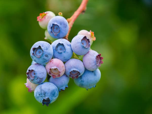 تصویر 1 از خرید نهال بلوبری چندلر + قیمت فروش استثنایی