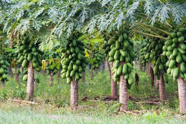 تصویر 4 از قیمت نهال پاپایا پاکوتاه + خرید باور نکردنی