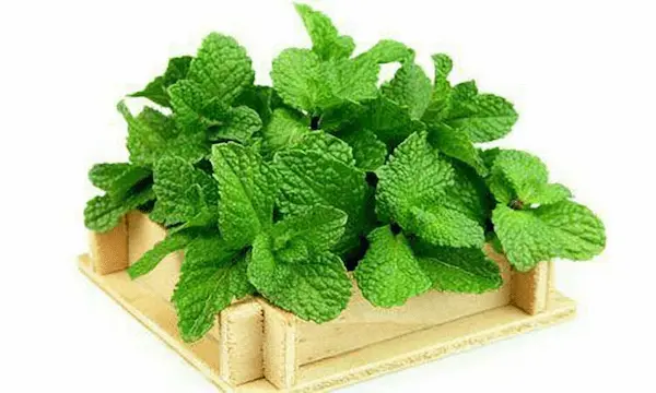تصویر 4 از قیمت اسانس طبیعی پونه با کیفیت ارزان + خرید عمده