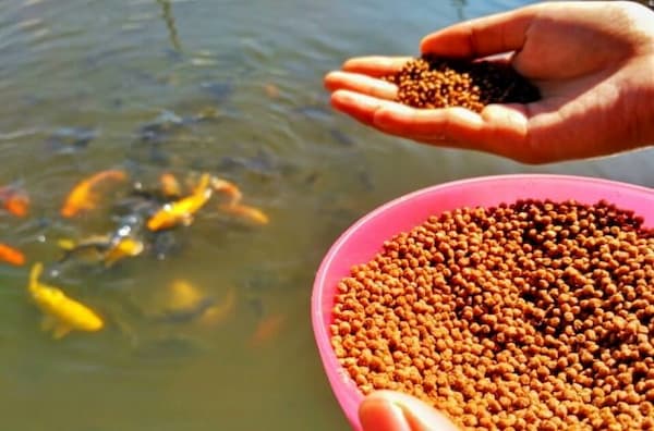 تصویر 5 از قیمت خرید غذای ماهی اوزون برون + فروش ویژه