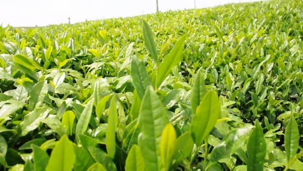 تصویر 2 از قیمت خرید مخلوط سبزیجات معطر با فروش عمده