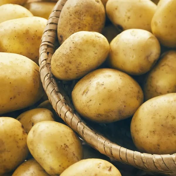 تصویر 2 از خرید و فروش سیب‌زمینی جیرفت با شرایط فوق العاده