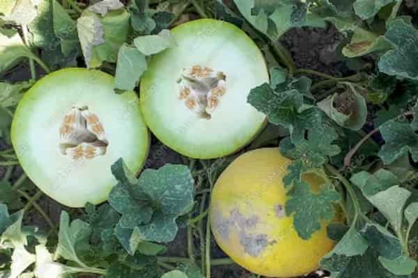 تصویر 2 از قیمت خربزه ملون داکو + خرید باور نکردنی