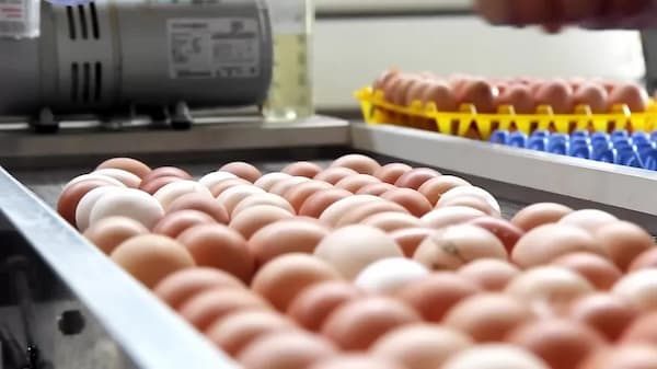 تصویر 1 از خرید و قیمت تخم مرغ صنعتی + فروش عمده