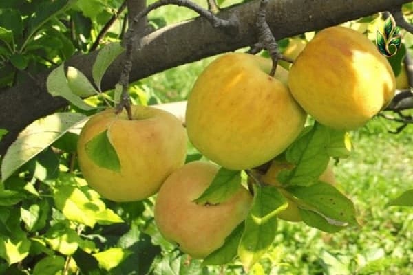 تصویر 5 از خرید و قیمت سیب زرد شیرین + فروش عمده