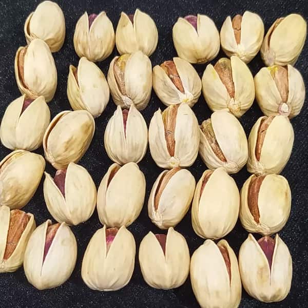 تصویر 5 از قیمت پسته کله قوچی صادراتی + خرید باور نکردنی