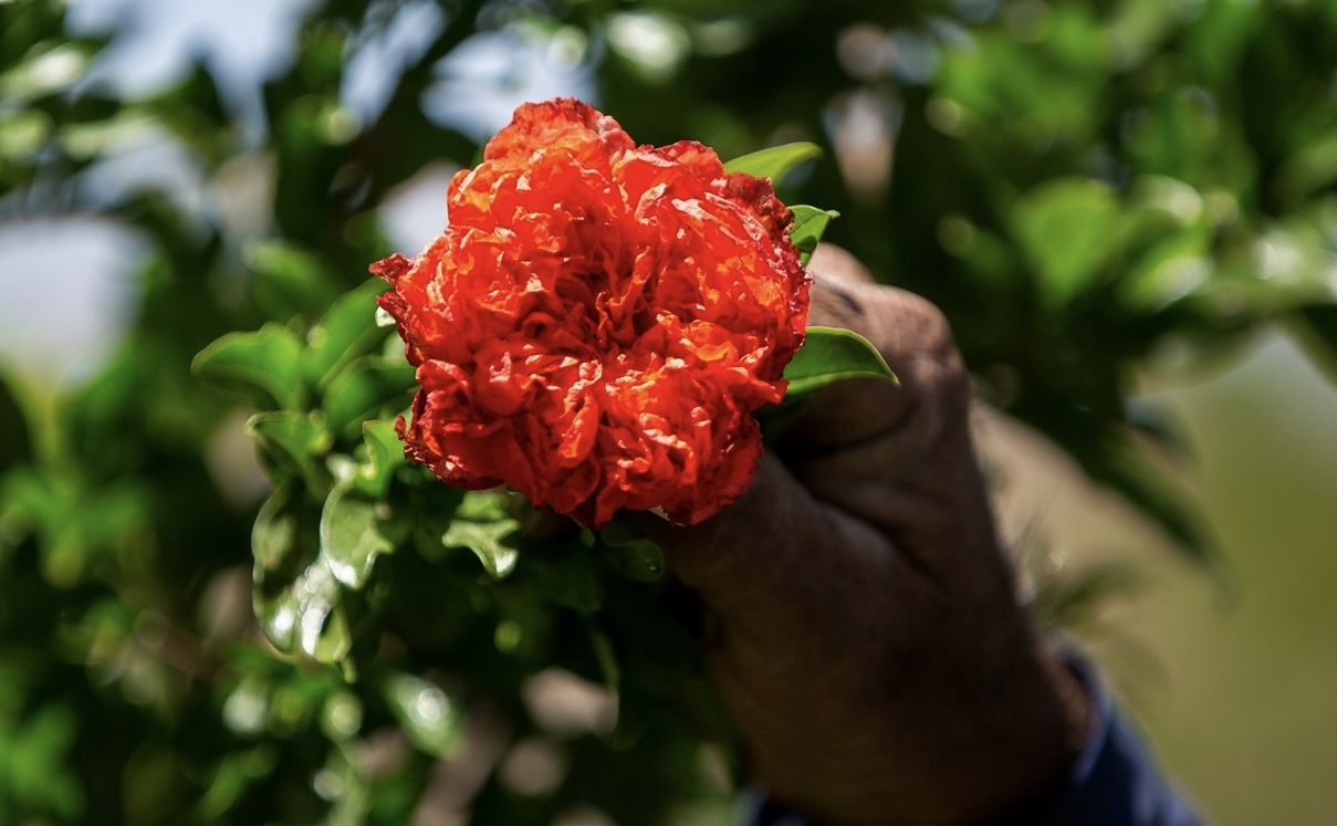 تصویر 1 از خرید گلنار گیاه دارویی + قیمت فروش استثنایی