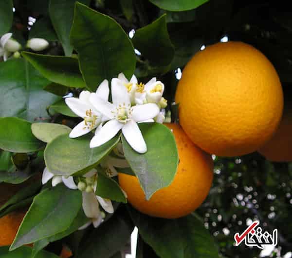 قیمت خرید شکوفه های بهار نارنج  اصفهان+ فروش ویژه