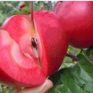 تصویر 1 از قیمت خرید سیب تو سرخ شاهرود با فروش عمده