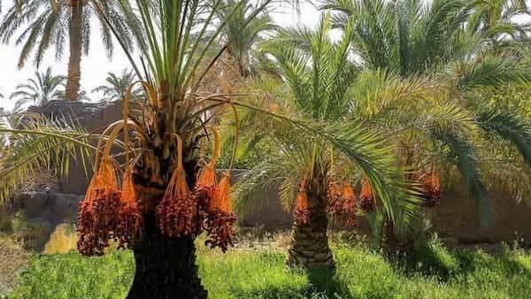 تصویر 1 از خرید خرمای زاهدی + قیمت فروش استثنایی