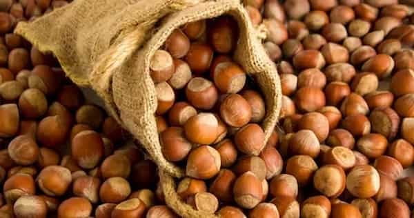خرید و قیمت فندق شور بوداده + فروش عمده