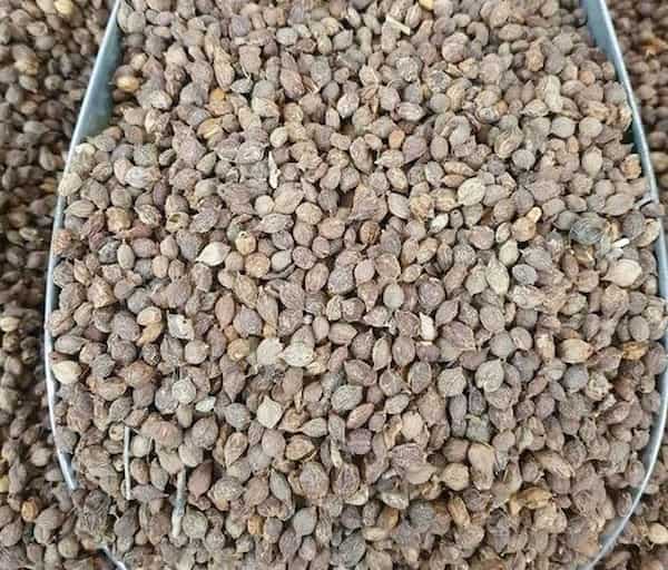 تصویر 3 از معرفی داروی حب بلسان + بهترین قیمت خرید