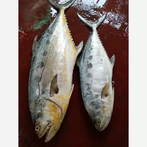 تصویر 4 از قیمت ماهی سنگسر صادراتی + فروش عمده