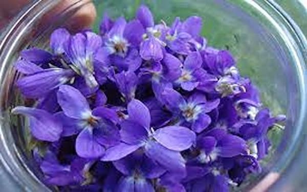 تصویر 1 از قیمت گیاه دارویی بنفشه کوهی با کیفیت ارزان + خرید عمده