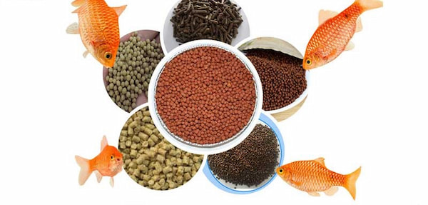 تصویر 2 از خرید و فروش غذای ماهی زینتی با شرایط فوق العاده