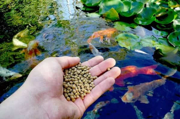 تصویر 4 از خرید و فروش غذای ماهی زینتی با شرایط فوق العاده