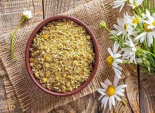 فروش بابونه