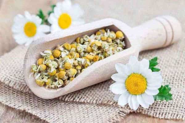 خرید بابونه خشک شیرازی + قیمت فروش استثنایی
