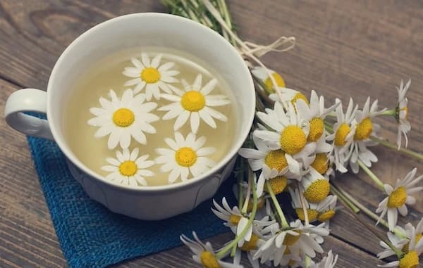 قیمت بابونه