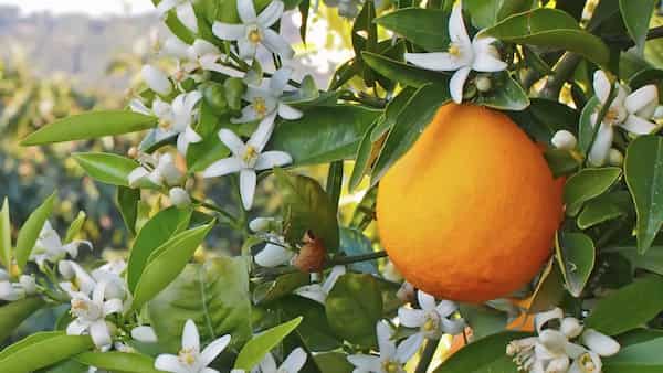 تصویر 4 از فروش گیاه دارویی بهار نارنج + قیمت خرید به صرفه