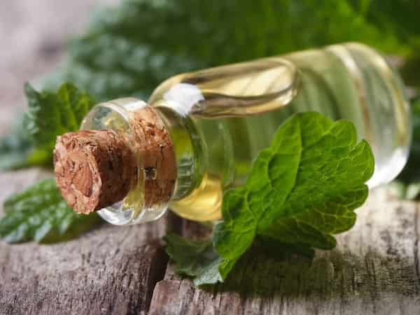 تصویر 2 از فروش عرق نعناع پامچال + قیمت خرید به صرفه