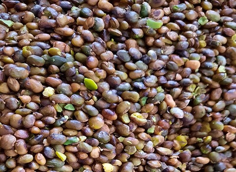 تصویر 1 از قیمت مغز پسته کوهی + خرید باور نکردنی