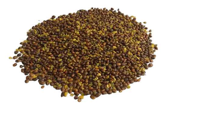 تصویر 4 از قیمت مغز پسته کوهی + خرید باور نکردنی