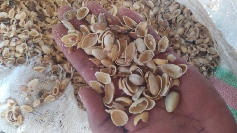 تصویر 4 از قیمت پوست پسته استخوانی + خرید باور نکردنی