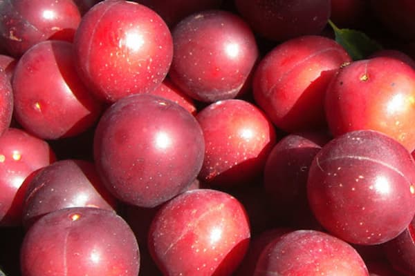 تصویر 5 از خرید آلو ترش جنگلی صادراتی درجه یک  + قیمت عالی باکیفیت