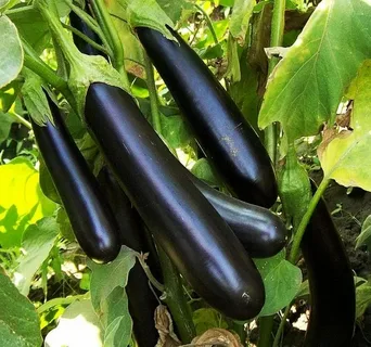 تصویر 5 از خرید بادمجان قلمی سیاه + قیمت فروش استثنایی