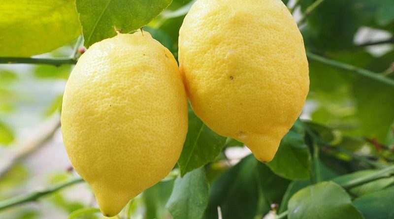 قیمت خرید لیمو سنگی درجه یک + فروش ویژه