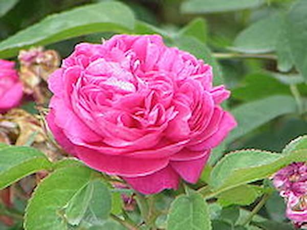 تصویر 2 از خرید غنچه گل محمدی لاله زار + قیمت فروش استثنایی