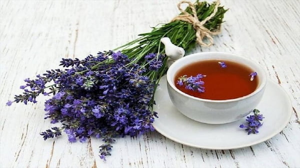 تصویر 5 از قیمت خرید گیاه دارویی گل گاو زبان عمده به صرفه و ارزان