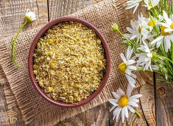 تصویر 1 از خرید جدیدترین انواع ریشه گیاه بابونه