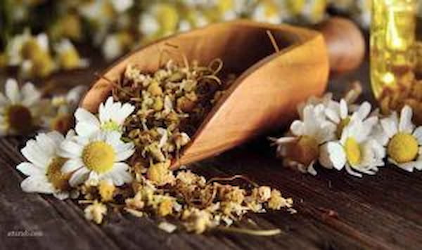 تصویر 4 از خرید جدیدترین انواع ریشه گیاه بابونه