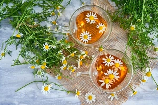 تصویر 5 از خرید جدیدترین انواع ریشه گیاه بابونه