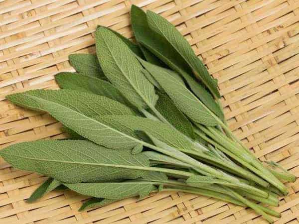 تصویر 1 از معرفی گیاه دارویی مریم گلی + بهترین قیمت خرید