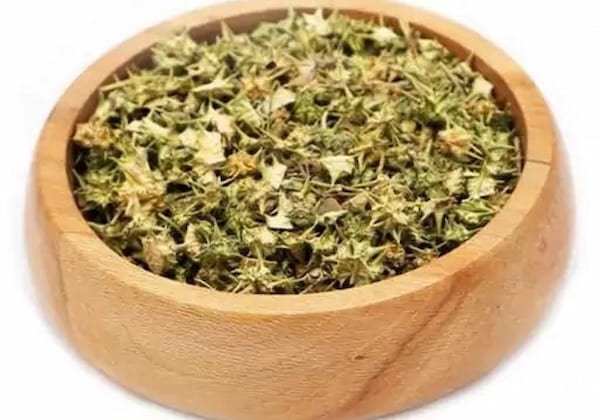 تصویر 2 از بهترین عصاره گیاه خار خاسک + قیمت خرید عالی