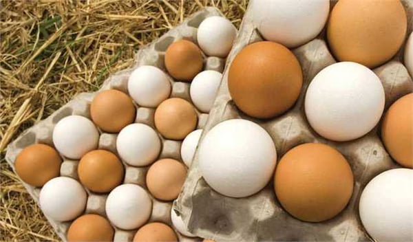 قیمت و خرید تخم مرغ غنی شده با امگا ۳ + فروش ارزان