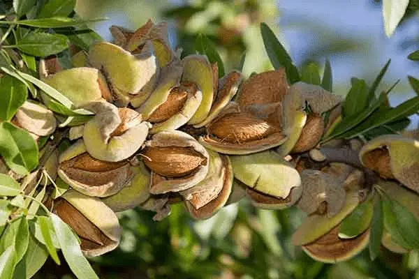 راهنمای خرید بادام درختی تازه + قیمت عالی